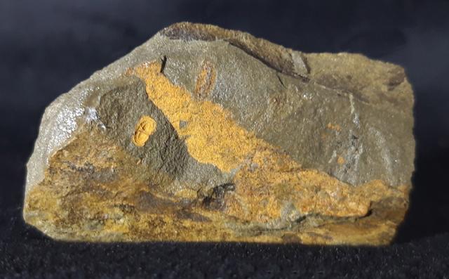 Geragnostus occitanus HOWELL 1935 - Bild &copy; FossNet FossilienStore